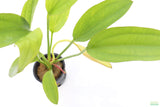 Red Diamond Sword_Echinodorus_Aquarium Plant For Sale