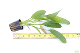 Red Diamond Sword_Echinodorus_Aquarium Plant For Sale