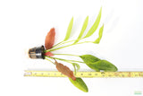 Red Diamond Sword_Echinodorus_Aquarium Plant For Sale