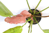 Red Diamond Sword_Echinodorus_Aquarium Plant For Sale