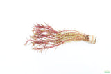 Rotala Mexicana_Aquarium plant for sale