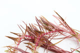 Rotala Mexicana_Aquarium plant for sale