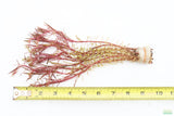 Rotala Mexicana_Aquarium plant for sale