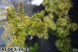 Rotala Mexicana_Aquarium plant for sale_Aquarium plants for sale