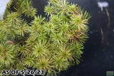 Rotala Mexicana_Aquarium plant for sale_Aquarium plants for sale