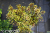 Rotala Mexicana_Aquarium plant for sale_Aquarium plants for sale