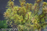 Rotala Mexicana_Aquarium plant for sale_Aquarium plants for sale