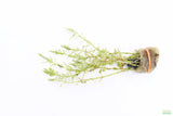 Rotala Rotundifolia Green_Aquarium Plant For Sale