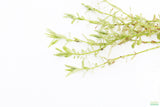 Rotala Rotundifolia Green_Aquarium Plant For Sale