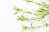 Rotala Rotundifolia Green_Aquarium Plant For Sale