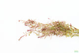 Rotala Rotundifolia Regular_Aquarium plant for sale