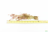 Rotala Rotundifolia Regular_Aquarium plant for sale