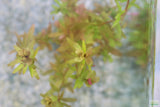 Rotala Rotundifolia Regular_Aquarium plant for sale_aquarium plants for sale