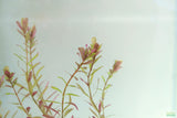 Rotala Rotundifolia Regular_Aquarium plant for sale_aquarium plants for sale