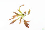 Rubin Sword_the Red Monster_Echinodorus_Aquarium Plant For Sale
