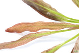 Rubin Sword_the Red Monster_Echinodorus_Aquarium Plant For Sale