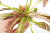 Rubin Sword_the Red Monster_Echinodorus_Aquarium Plant For Sale