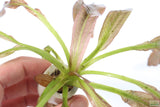 Rubin Sword_the Red Monster_Echinodorus_Aquarium Plant For Sale