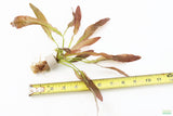 Rubin Sword_the Red Monster_Echinodorus_Aquarium Plant For Sale