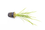 Tall Saggitaria_Aquarium Plant for sale