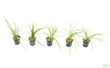 Tall Saggitaria_Aquarium Plant for sale
