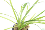 Tall Saggitaria_Aquarium Plant for sale