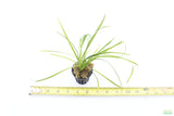 Tall Saggitaria_Aquarium Plant for sale