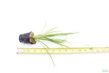 Tall Saggitaria_Aquarium Plant for sale