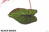 Taro Plants