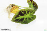 Taro Plants