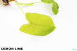 Taro Plants