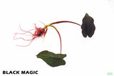 Taro Plants