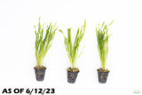 Val Asiatica Biwaensis_vallisneria_Aquarium plant for sale_aquarium plants for sale
