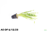 Val Asiatica Biwaensis_vallisneria_Aquarium plant for sale_aquarium plants for sale