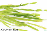 Val Asiatica Biwaensis_vallisneria_Aquarium plant for sale_aquarium plants for sale