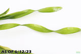 Val Asiatica Biwaensis_vallisneria_Aquarium plant for sale_aquarium plants for sale