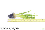 Val Asiatica Biwaensis_vallisneria_Aquarium plant for sale_aquarium plants for sale