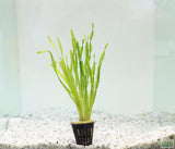 Val Asiatica Biwaensis_vallisneria_Aquarium plant for sale_aquarium plants for sale