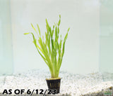 Val Asiatica Biwaensis_vallisneria_Aquarium plant for sale_aquarium plants for sale