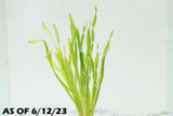 Val Asiatica Biwaensis_vallisneria_Aquarium plant for sale_aquarium plants for sale