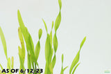 Val Asiatica Biwaensis_vallisneria_Aquarium plant for sale_aquarium plants for sale