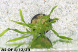 Val Asiatica Biwaensis_vallisneria_Aquarium plant for sale_aquarium plants for sale