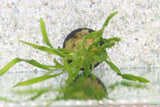 Val Asiatica Biwaensis_vallisneria_Aquarium plant for sale_aquarium plants for sale