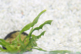 Val Asiatica Biwaensis_vallisneria_Aquarium plant for sale_aquarium plants for sale