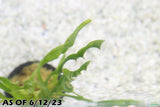Val Asiatica Biwaensis_vallisneria_Aquarium plant for sale_aquarium plants for sale