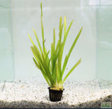 Vallisneria Americana_Giant Jungle Val_Aquarium plant for sale_aquarium plants for sale