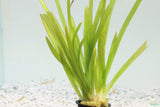 Vallisneria Americana_Giant Jungle Val_Aquarium plant for sale_aquarium plants for sale