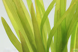 Vallisneria Americana_Giant Jungle Val_Aquarium plant for sale_aquarium plants for sale