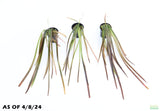 Vallisneria Spiralis Leopard_Easy Background Aquarium Plant For Sale