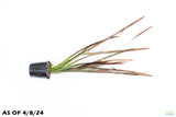 Vallisneria Spiralis Leopard_Easy Background Aquarium Plant For Sale